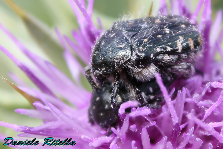 Richiesta identificazione, grazie!!! Oxythyrea funesta
